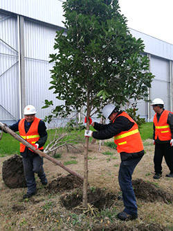 Nantong team planting trees and tulips