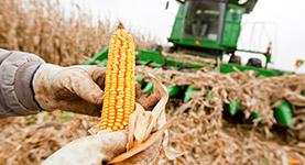 Land O Lakes corn field harvesting tile