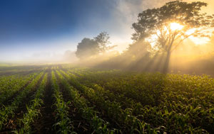 Regenerative agriculture shoots in soil