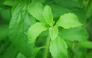 Stevia leaves