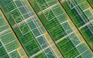 Aerial view of green plants in rows of greenhouses