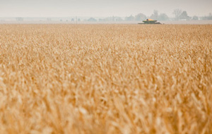 Zinc from wholegrain crops