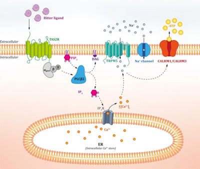 Figure 1. Overview of the classical TAS2R “bitter” signalling pathway (from Tuzim and Korolczuk4).