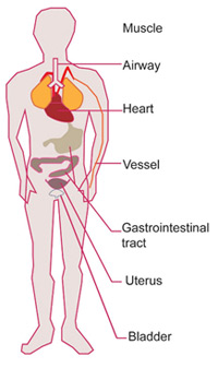 Figure 2. Overview of extra-oral locations of bitter TAS2Rs (from Luo et al. 2019).