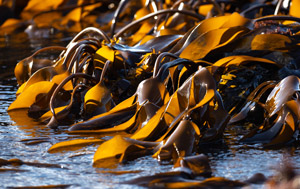 iodine from seaweed