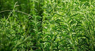 Green field of stevia plants