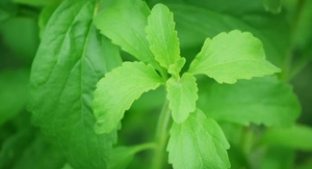 Stevia leaves