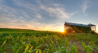 Sunrise over corn field