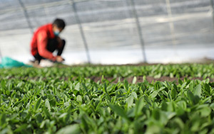 sustainable farming tile